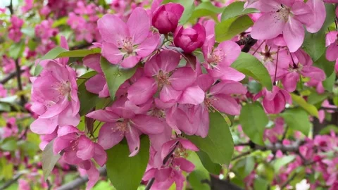 Cherry blossoms are fluttering in the soft breeze. Sakura branch with flowers in 스톡 동영상 241230250