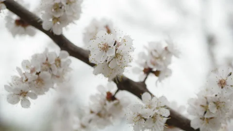 Cherry blossoms are in full bloom. Enjoy viewing the cherry color Stock Footage 106260281