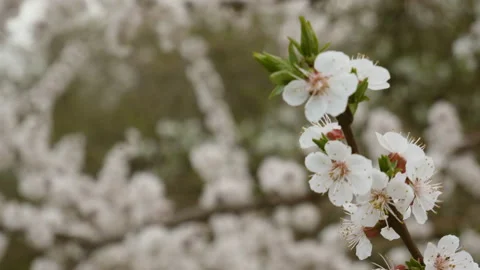 Cherry blossoms are in full bloom. Enjoy viewing the cherry color. Stock Footage 106300126
