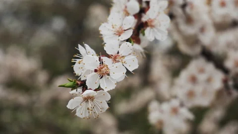 Cherry blossoms are in full bloom. Enjoy viewing the cherry color. Stock Footage 106369144
