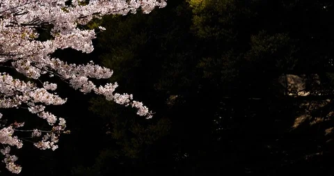 Cherry blossoms are in full bloom. Stock Footage 122232599