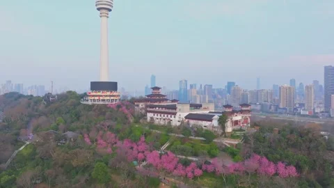 Cherry blossoms are in full bloom at Guishan Scenic Area in Wuhan, Hubei, China. Stock Footage 331720221