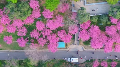 Cherry blossoms are in full bloom at Guishan Scenic Area in Wuhan, Hubei, China. Stock Footage 331720225