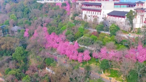 Cherry blossoms are in full bloom at Guishan Scenic Area in Wuhan, Hubei, China. Stock Footage 331720229
