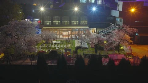 Cherry blossoms are in full bloom at Qingchuan Pavilion  in Wuhan, Hubei, China. Vidéo 332120402