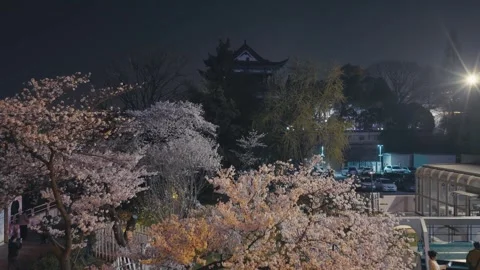 Cherry blossoms are in full bloom at Qingchuan Pavilion  in Wuhan, Hubei, China. Vidéo 332120404