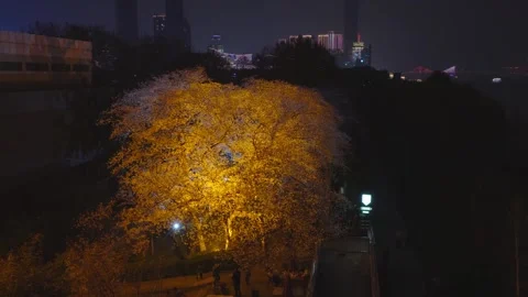 Cherry blossoms are in full bloom at Qingchuan Pavilion  in Wuhan, Hubei, China. Vídeo Stock 332120406
