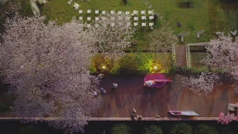 Cherry blossoms are in full bloom at Qingchuan Pavilion  in Wuhan, Hubei, China. Vídeo Stock 332120408