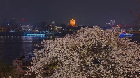 Cherry blossoms are in full bloom at Qingchuan Pavilion  in Wuhan, Hubei, China. Vidéo 332120409