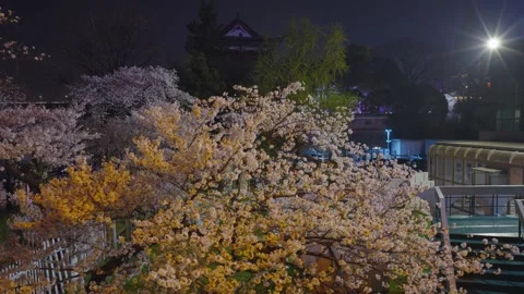 Cherry blossoms are in full bloom at Qingchuan Pavilion  in Wuhan, Hubei, China. Vídeo Stock 332120412