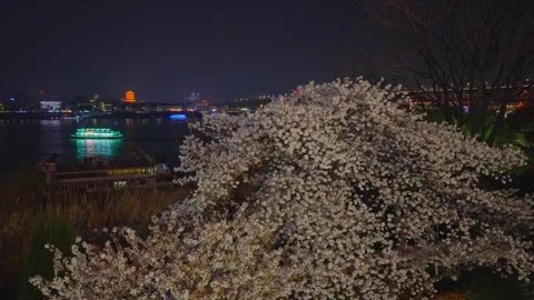 Cherry blossoms are in full bloom at Qingchuan Pavilion  in Wuhan, Hubei, China. Vídeos de archivo 332120413