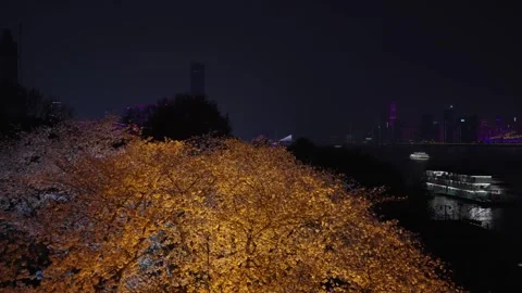 Cherry blossoms are in full bloom at Qingchuan Pavilion  in Wuhan, Hubei, China. Vídeo Stock 332120421