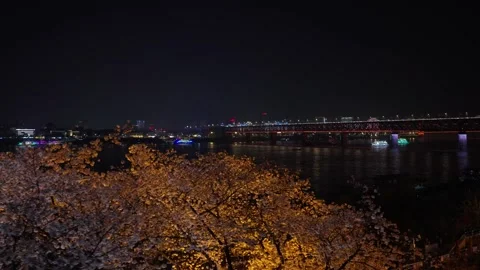 Cherry blossoms are in full bloom at Qingchuan Pavilion  in Wuhan, Hubei, China. Vídeo Stock 332120423