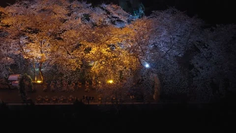 Cherry blossoms are in full bloom at Qingchuan Pavilion  in Wuhan, Hubei, China. Vídeo Stock 332120427