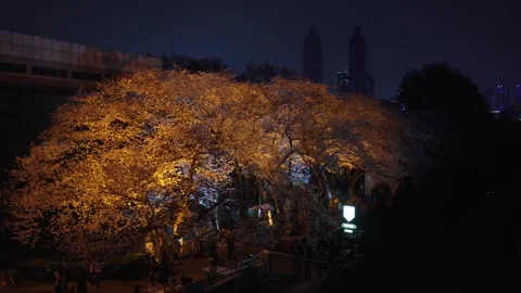 Cherry blossoms are in full bloom at Qingchuan Pavilion  in Wuhan, Hubei, China. Vídeos de archivo 332120429