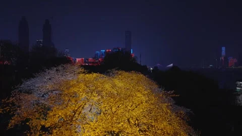 Cherry blossoms are in full bloom at Qingchuan Pavilion  in Wuhan, Hubei, China. Видео 332120433