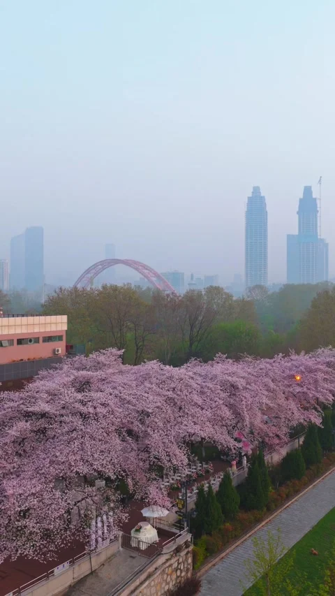 Cherry blossoms are in full bloom at Qingchuan Pavilion  in Wuhan, Hubei, China. Vídeo Stock 332121081