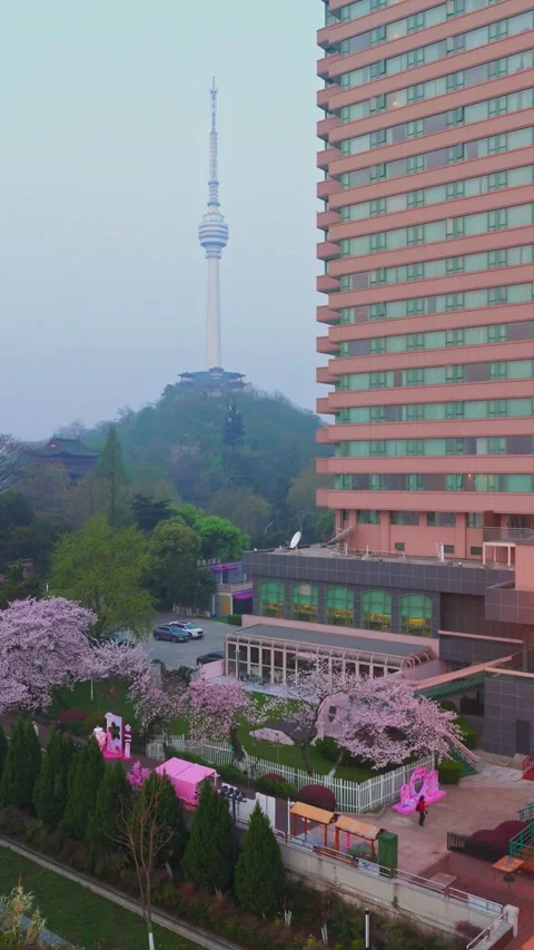 Cherry blossoms are in full bloom at Qingchuan Pavilion  in Wuhan, Hubei, China. Stockbeeldmateriaal 332121083
