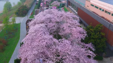 Cherry blossoms are in full bloom at Qingchuan Pavilion  in Wuhan, Hubei, China. Vídeos de archivo 332121091