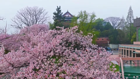 Cherry blossoms are in full bloom at Qingchuan Pavilion  in Wuhan, Hubei, China. Vídeo Stock 332121092