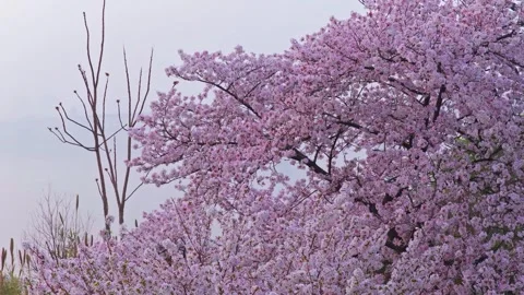Cherry blossoms are in full bloom at Qingchuan Pavilion  in Wuhan, Hubei, China. Vídeos de archivo 332121095