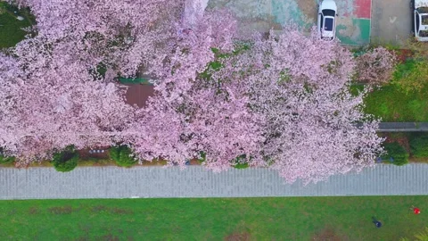 Cherry blossoms are in full bloom at Qingchuan Pavilion  in Wuhan, Hubei, China. Видео 332121100
