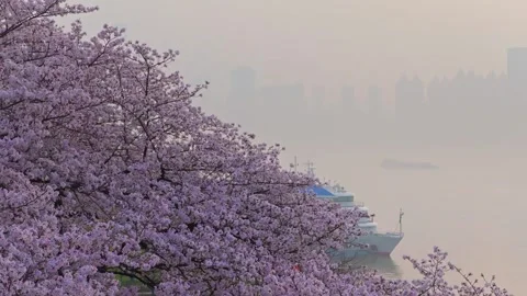 Cherry blossoms are in full bloom at Qingchuan Pavilion  in Wuhan, Hubei, China. Vídeo Stock 332121111