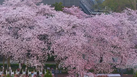 Cherry blossoms are in full bloom at Qingchuan Pavilion  in Wuhan, Hubei, China. Видео 332121202