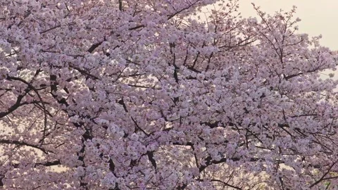 Cherry blossoms are in full bloom at Qingchuan Pavilion  in Wuhan, Hubei, China. Vidéo 332121203