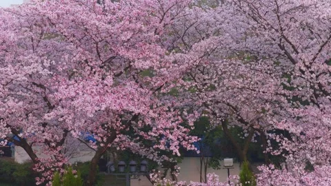 Cherry blossoms are in full bloom at Qingchuan Pavilion  in Wuhan, Hubei, China. Stockbeeldmateriaal 332121209