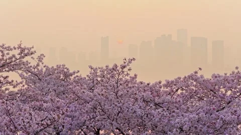 Cherry blossoms are in full bloom at Qingchuan Pavilion  in Wuhan, Hubei, China. Vídeo Stock 332121211