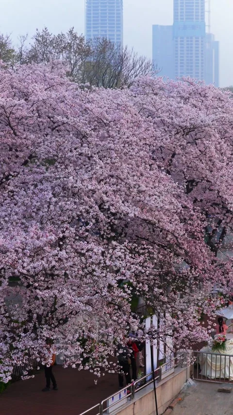 Cherry blossoms are in full bloom at Qingchuan Pavilion  in Wuhan, Hubei, China. Vídeos de archivo 332121241