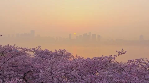Cherry blossoms are in full bloom at Qingchuan Pavilion  in Wuhan, Hubei, China. Stockbeeldmateriaal 332121246