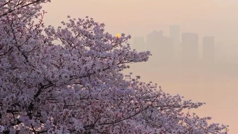 Cherry blossoms are in full bloom at Qingchuan Pavilion  in Wuhan, Hubei, China. Vídeo Stock 332121255