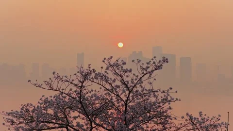 Cherry blossoms are in full bloom at Qingchuan Pavilion  in Wuhan, Hubei, China. Stockbeeldmateriaal 332121262