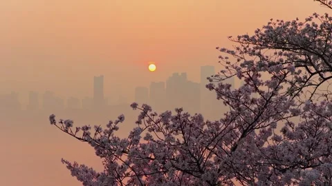 Cherry blossoms are in full bloom at Qingchuan Pavilion  in Wuhan, Hubei, China. Vídeos de archivo 332121275