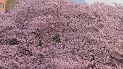 Cherry blossoms are in full bloom at Qingchuan Pavilion  in Wuhan, Hubei, China. Stockbeeldmateriaal 332121277