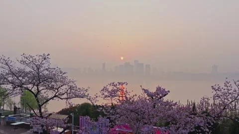 Cherry blossoms are in full bloom at Qingchuan Pavilion  in Wuhan, Hubei, China. Vidéo 332121285