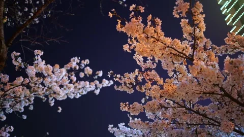 Cherry blossoms are in full bloom at Qingchuan Pavilion  in Wuhan, Hubei, China. Stock-Footage 332121290