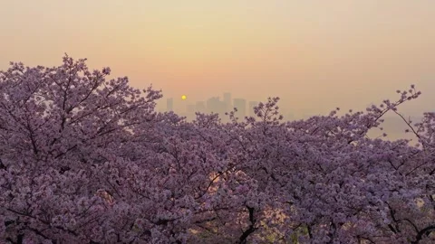 Cherry blossoms are in full bloom at Qingchuan Pavilion  in Wuhan, Hubei, China. Vídeo Stock 332121296