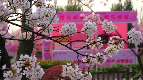 Cherry blossoms are in full bloom at Qingchuan Pavilion  in Wuhan, Hubei, China. Vídeos de archivo 332121297