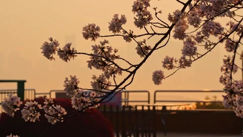 Cherry blossoms are in full bloom at Qingchuan Pavilion  in Wuhan, Hubei, China. Vidéo 332121304