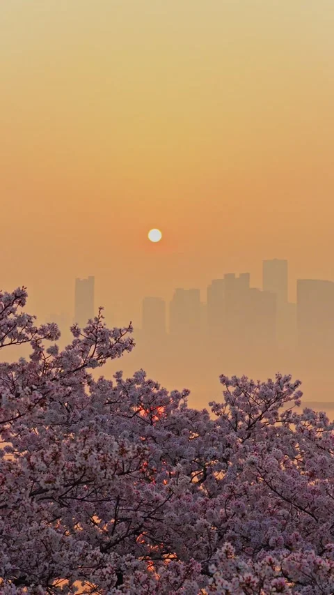 Cherry blossoms are in full bloom at Qingchuan Pavilion  in Wuhan, Hubei, China. Stockbeeldmateriaal 332121305