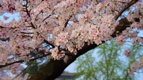 Cherry blossoms are in full bloom at Qingchuan Pavilion  in Wuhan, Hubei, China. Vídeos de archivo 332121308