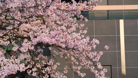 Cherry blossoms are in full bloom at Qingchuan Pavilion  in Wuhan, Hubei, China. Vídeos de archivo 332121309