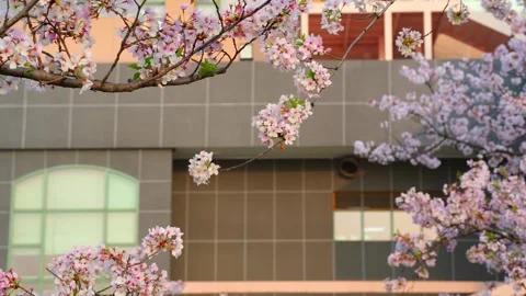 Cherry blossoms are in full bloom at Qingchuan Pavilion  in Wuhan, Hubei, China. Vídeos de archivo 332121310