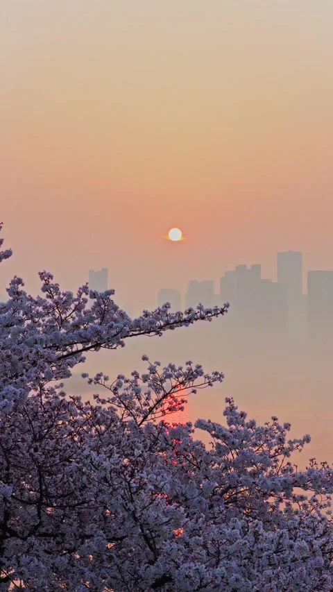 Cherry blossoms are in full bloom at Qingchuan Pavilion  in Wuhan, Hubei, China. Vídeos de archivo 332121317