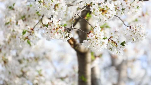 The cherry blossoms are in full bloom Stock-Footage 346993247