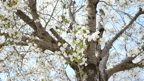 The cherry blossoms are in full bloom Stock Footage 346993791