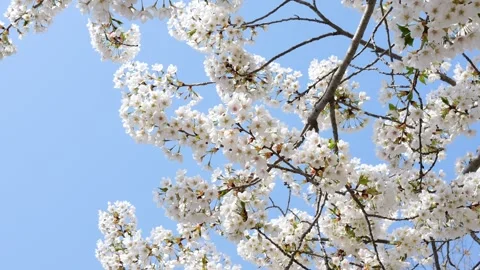 The cherry blossoms are in full bloom Stock-Footage 346994510